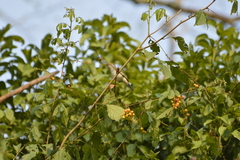 Inezia inornata