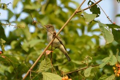 Inezia inornata