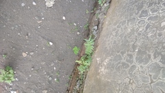 Pteris vittata
