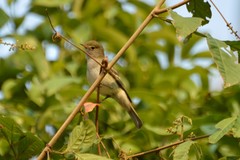 Inezia inornata