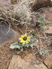 Berlandiera lyrata