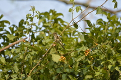 Inezia inornata