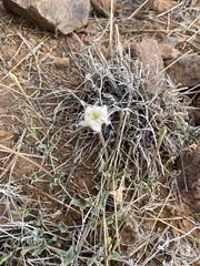 Acleisanthes
