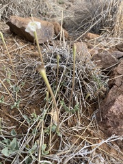 Acleisanthes
