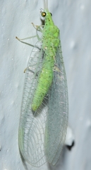 Pseudomallada benedictae