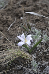 Colchicum bulbocodium versicolor
