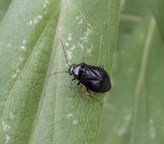 Slaterocoris