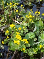 Caltha palustris