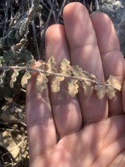 Astrolepis integerrima