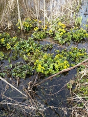 Caltha palustris