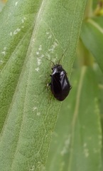 Slaterocoris