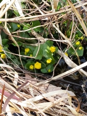 Caltha palustris