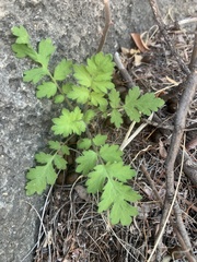 Phacelia congesta
