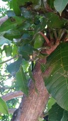 Argiope