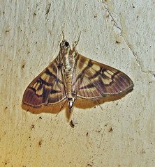 Arthromastix lauralis