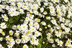 Anthemis chia