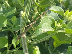 Tetanorhynchini