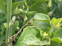 Tetanorhynchini