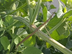Tetanorhynchini