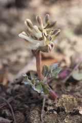Corydalis ledebouriana
