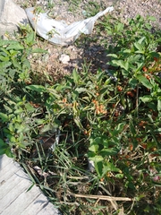 Solanum corymbosum