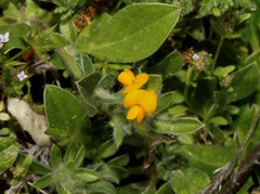 Anthyllis circinnata