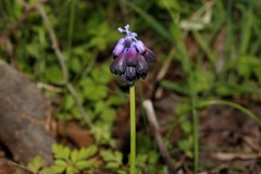 Muscari commutatum