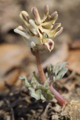 Corydalis ledebouriana