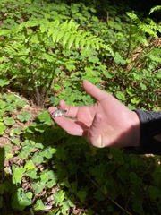 Trichodezia californiata