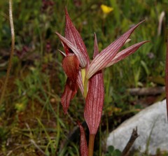 Serapias orientalis orientalis