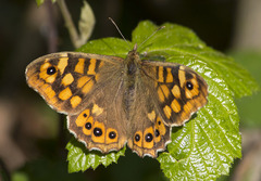 Pararge aegeria
