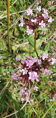 Fedia graciliflora image