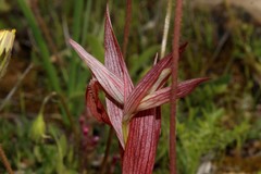 Serapias orientalis orientalis