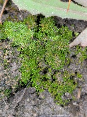 Gemmabryum