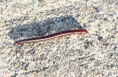 Aniulus garius