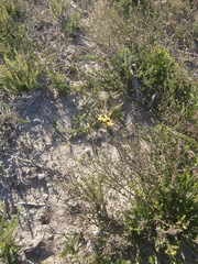 Bulbine filifolia