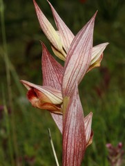 Bilamellaria