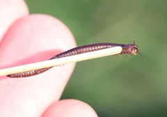 Aniulus garius
