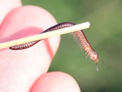 Aniulus garius