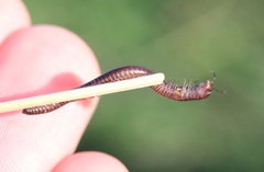 Aniulus garius