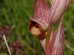 Bilamellaria
