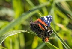 Vanessa atalanta