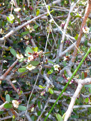 Pittosporum anomalum