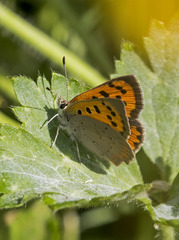 Lycaena phlaeas