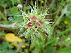 Trifolium stellatum