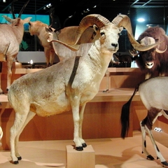Argali photo 5