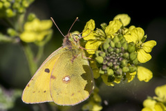 Colias croceus