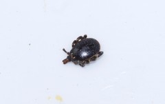 Hyalomma aegyptium