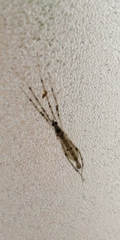 Styringomyia