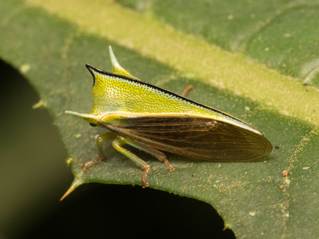 Alchisme tridentata